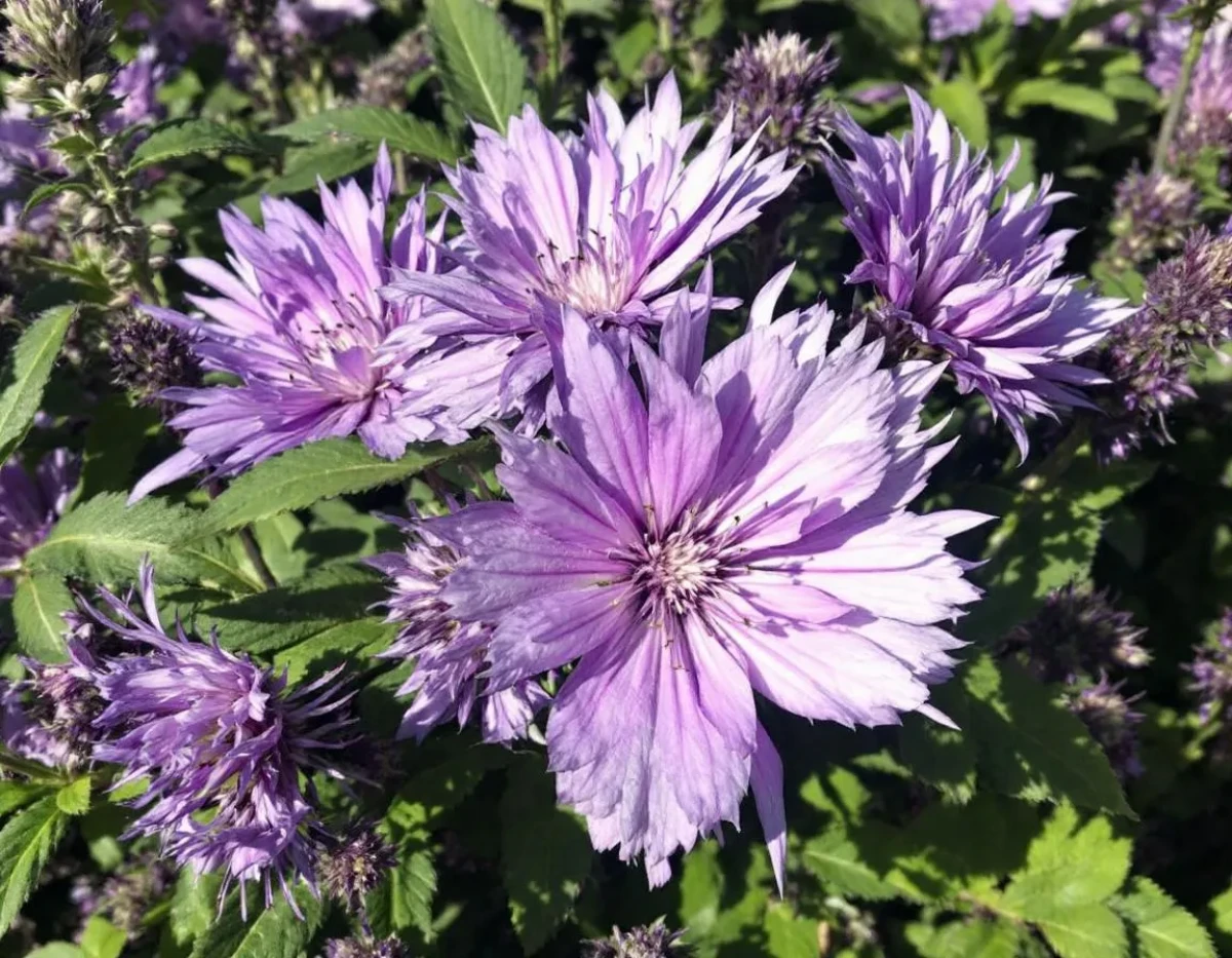 Fleurs de CBD : Quels risques juridiques et sanitaires pour les consommateurs ?